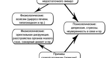 Чем потенция отличается от либидо