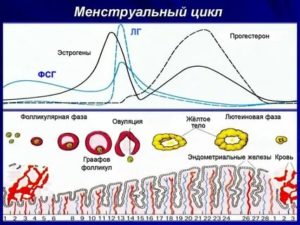 Почему менструальный цикл может стать короче