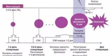 Укол хгч 5000 через сколько овуляция отзывы