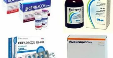 Какие антибиотики можно давать котам при цистите