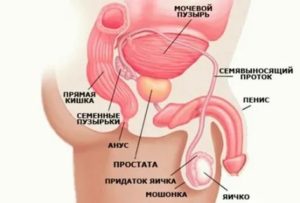Предстательная железа у мужчин где расположена лечение