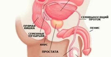 Предстательная железа у мужчин где расположена лечение