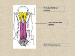 Придаточная железа у мужчин. Пузырьковидная железа. Луковичная железа у животных. Луковичные железы расположены.