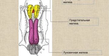 Предстательная луковичная железы