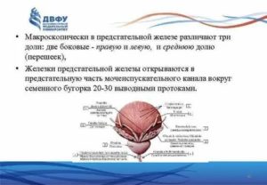 С образованием средней доли предстательной железы
