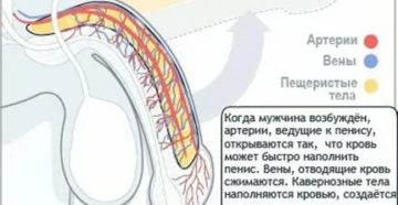 Как увеличить приток крови при эрекции