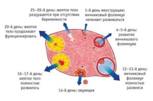 Сколько дней живет желтое тело до месячных