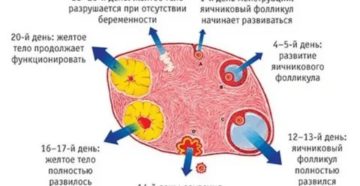 Сколько дней живет желтое тело до месячных Сколько дней живет желтое тело до месячных