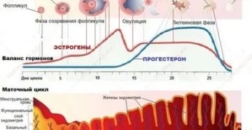 Как влияет на менструальный цикл лекарство мильгамма