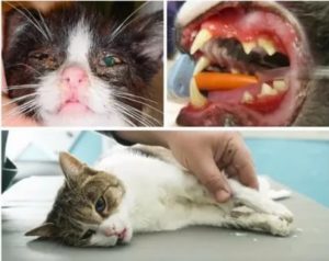 Могут ли коты заболеть вич