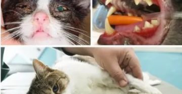 Могут ли коты заболеть вич