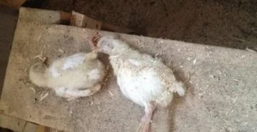 Почему дохнут месячные бройлеры что делать Почему дохнут месячные бройлеры что делать