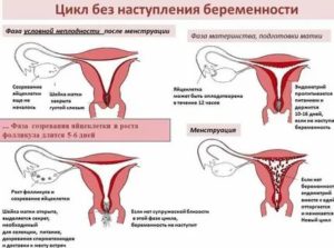 Почему могут пропасть месячные если нет беременности в