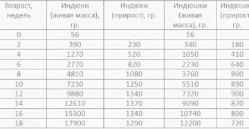 Сколько весят месячные индюшата Сколько весят месячные индюшата